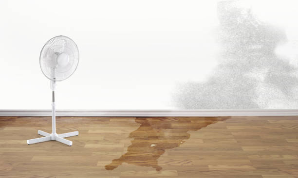 Best Professional water damage repair  in South St Paul, MN