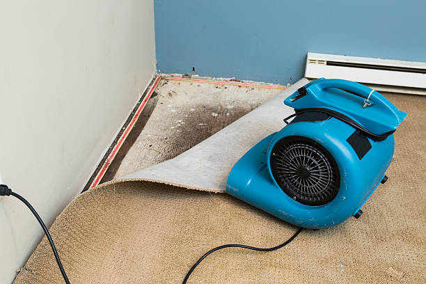 Best Water damage contractors near me  in South St Paul, MN